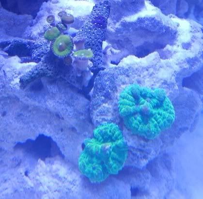 corals2.jpg
