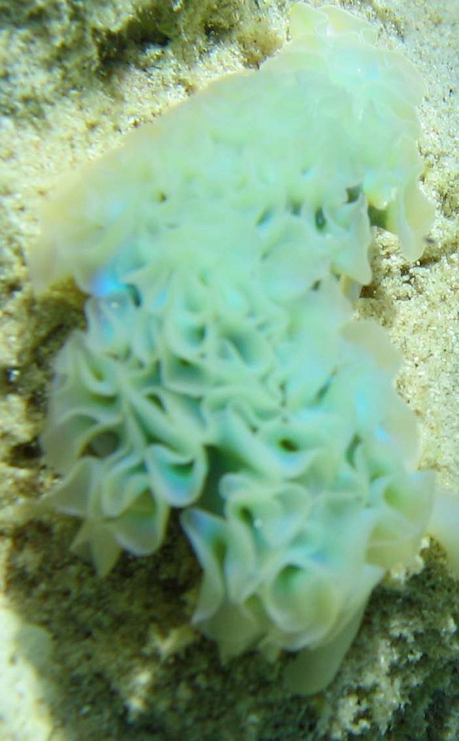 nudi3.jpg