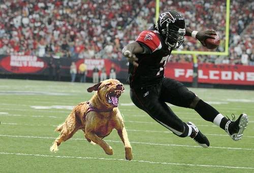vick.jpg
