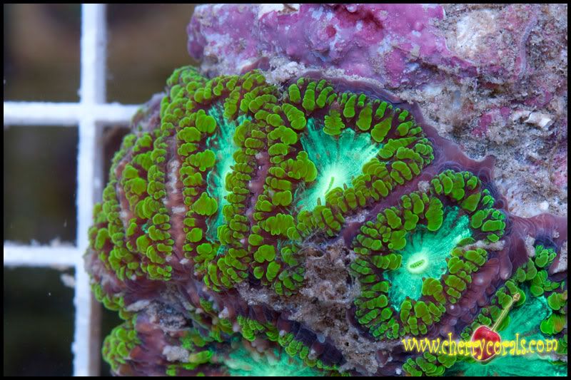 NewCorals_10-5.jpg