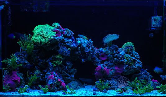 33_fullactinic.jpg