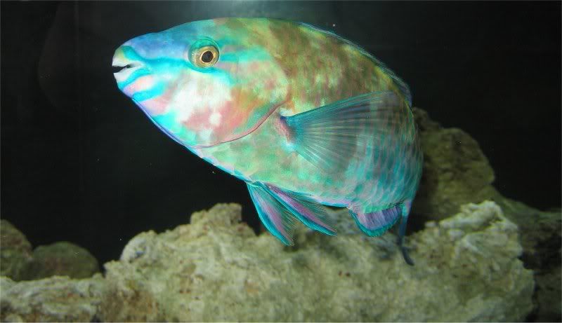 StopLightParrotfish.jpg
