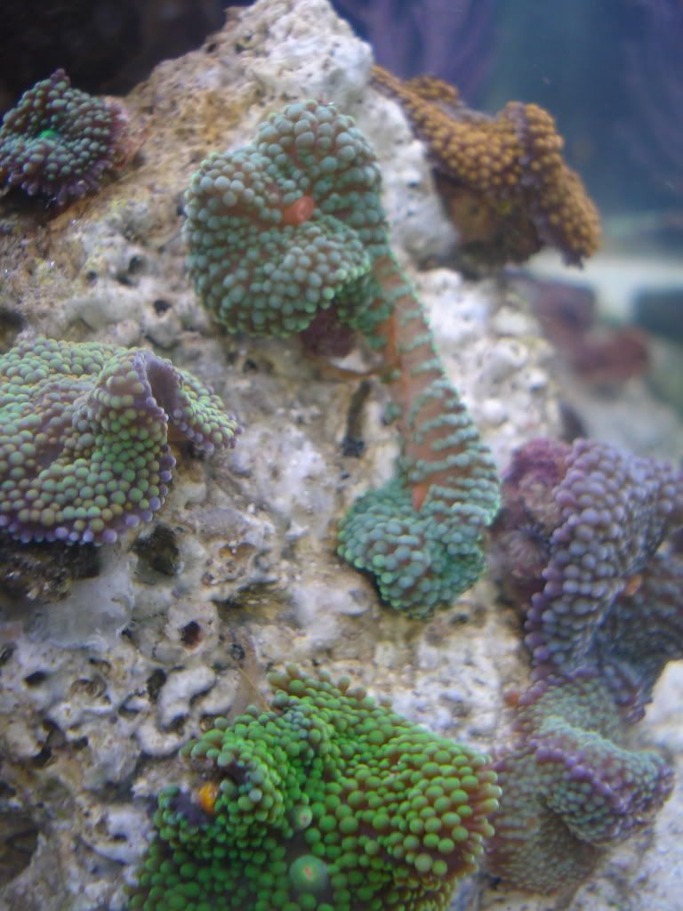 DSC04386-1.jpg
