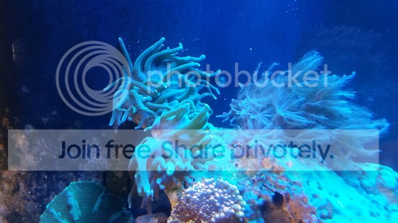 20161116_190649_zpsfvwkidt6.jpg