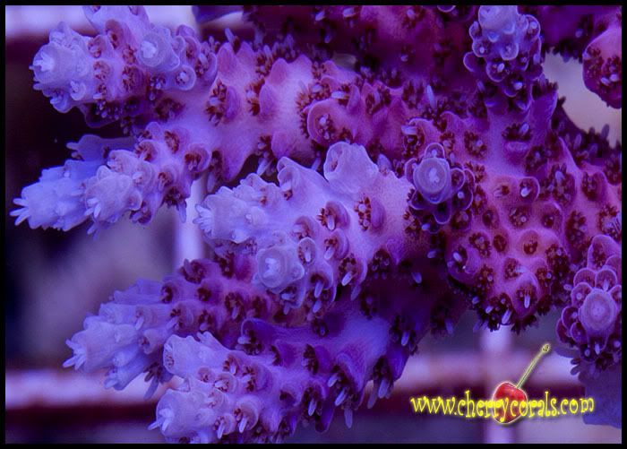 Red-Acropora-2copy.jpg