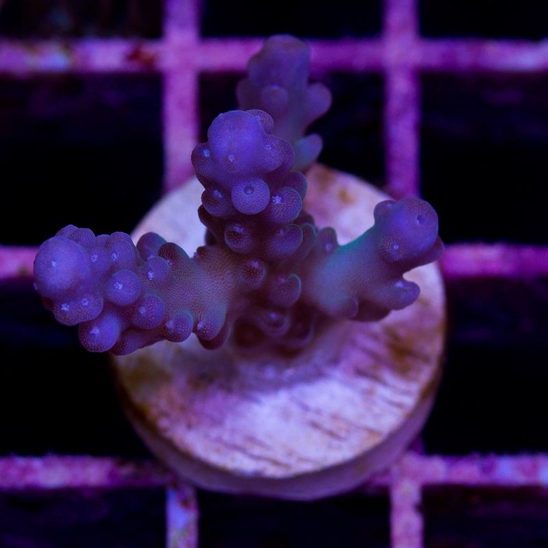 newcoral518b.jpg