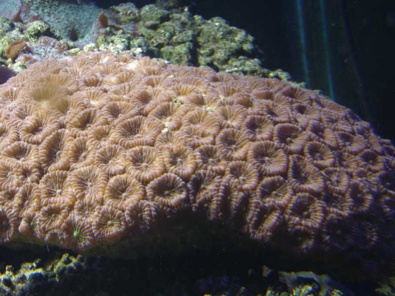 jayfish008.jpg