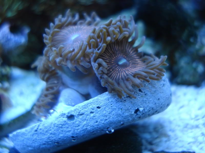 fishtank4-09026.jpg