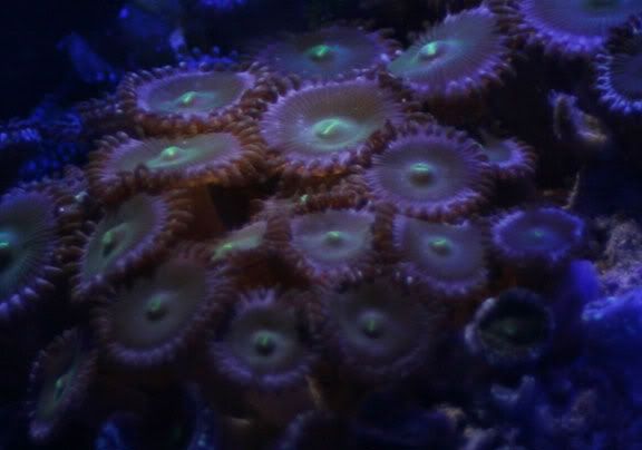 zoas3.jpg