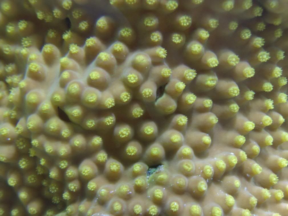 jayfish082.jpg