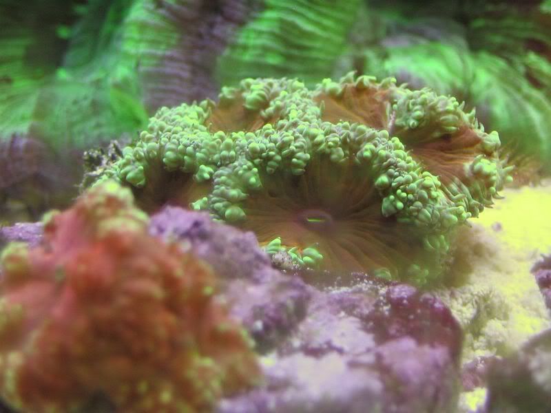 65g_021.jpg