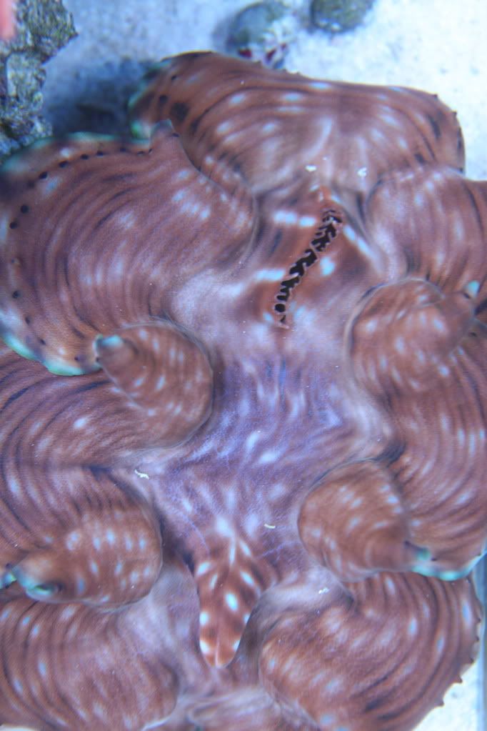 clam.jpg