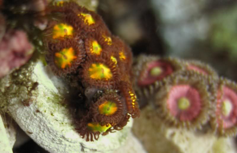 DallasNYC_zoas2.jpg
