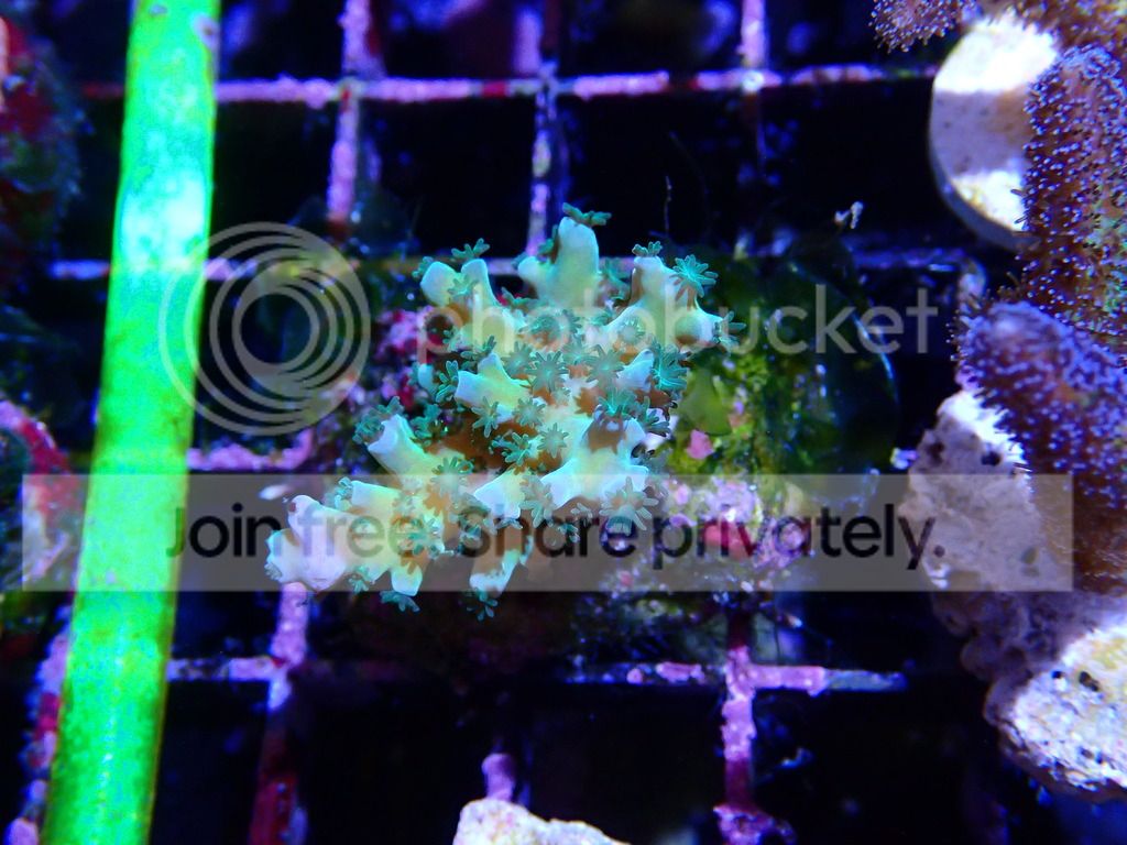 P8310290_zpsicgxckdz.jpg