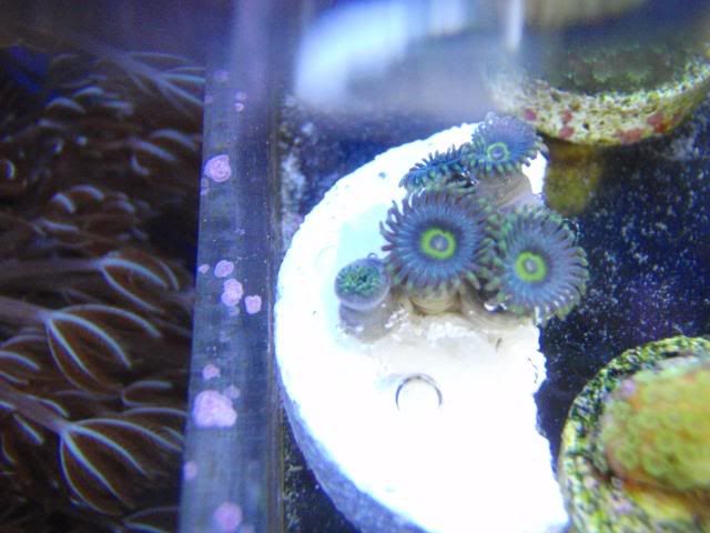 newzoos001.jpg
