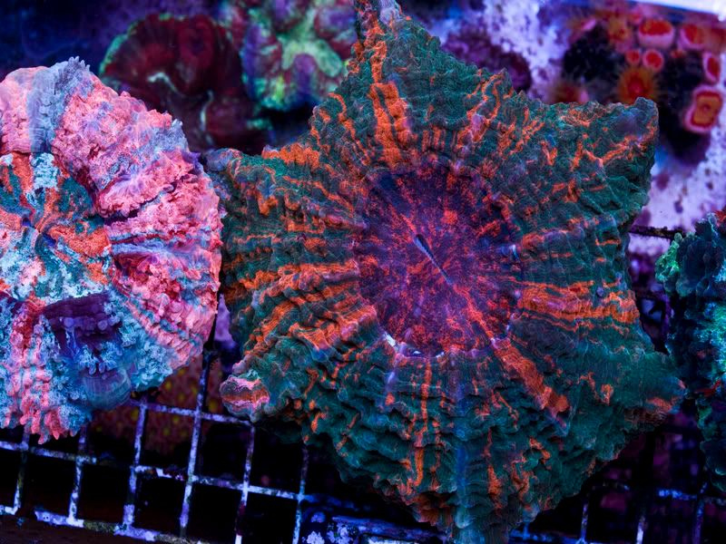 ultraacantho2.jpg