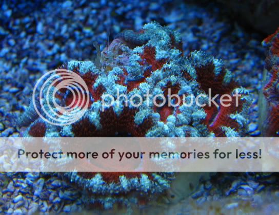 blueredacan.jpg