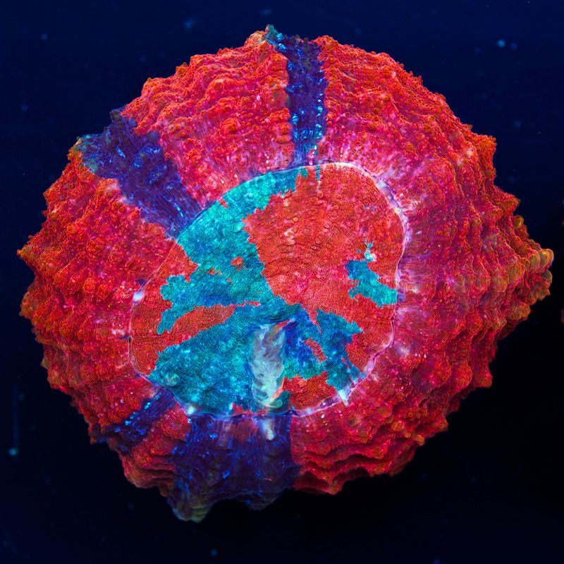 newcoral1546b.jpg