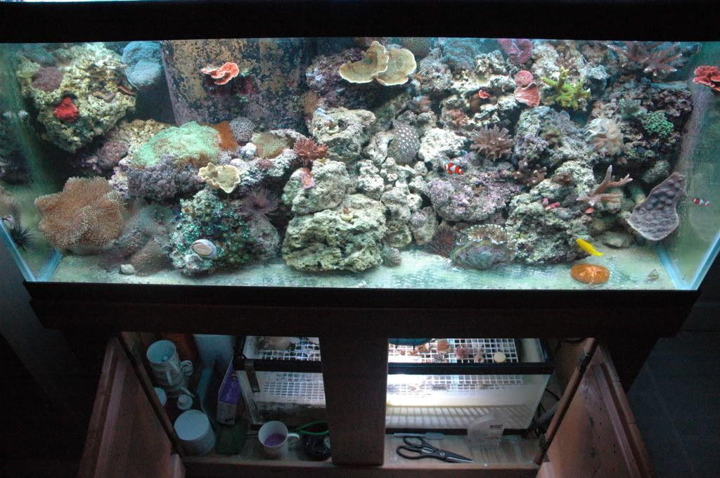 fishes012.jpg