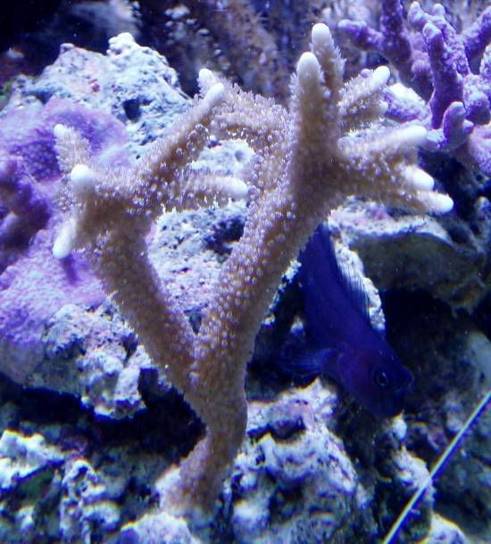 corals307.jpg
