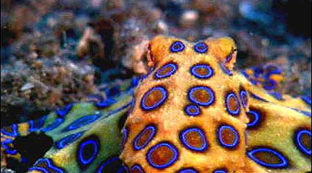 octopuspsychedelic.jpg