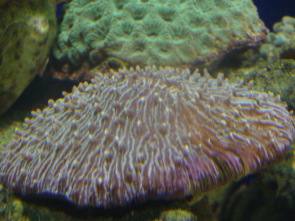 jayfish159-1.jpg