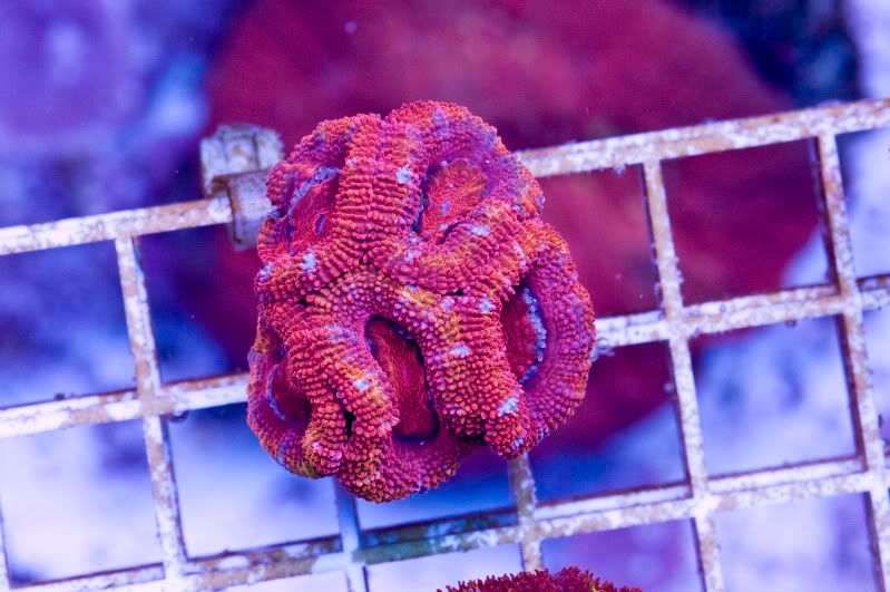 Acan7.jpg