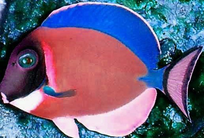 powderredtang.jpg