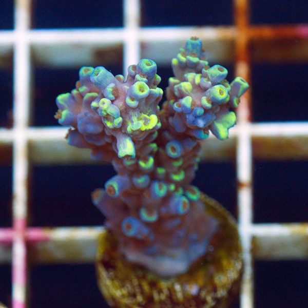 polyp812.jpg~original