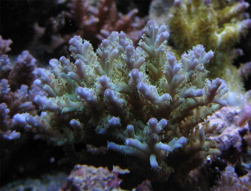 acro.jpg