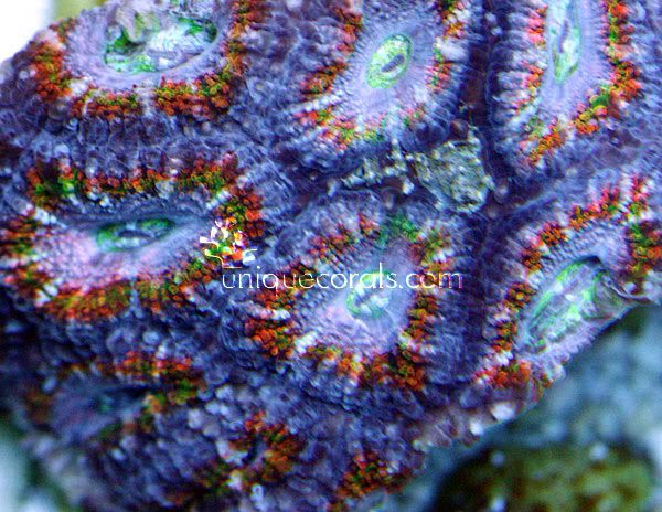 red_acan_macro.jpg