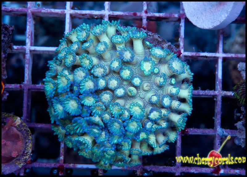 NewCorals100_2.jpg