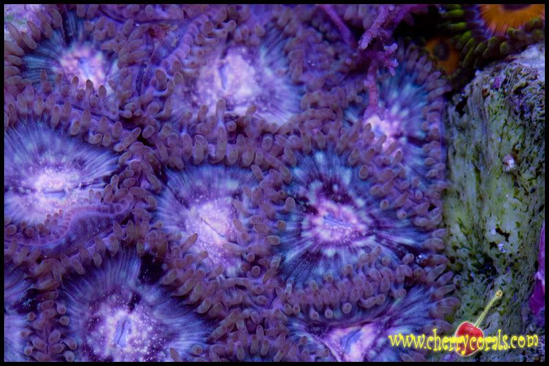 NewCorals084copy.jpg