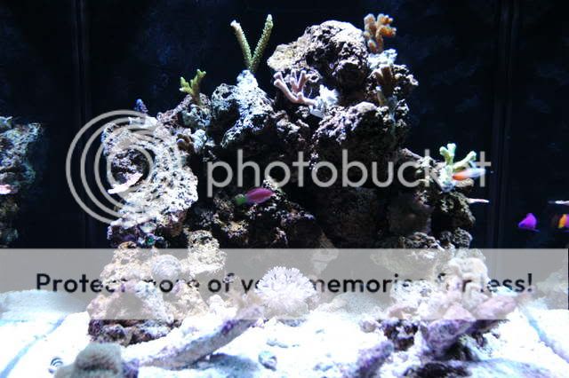 OCEANIC30021.jpg