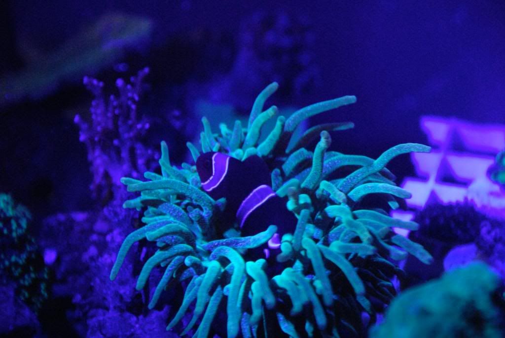 actinic.jpg