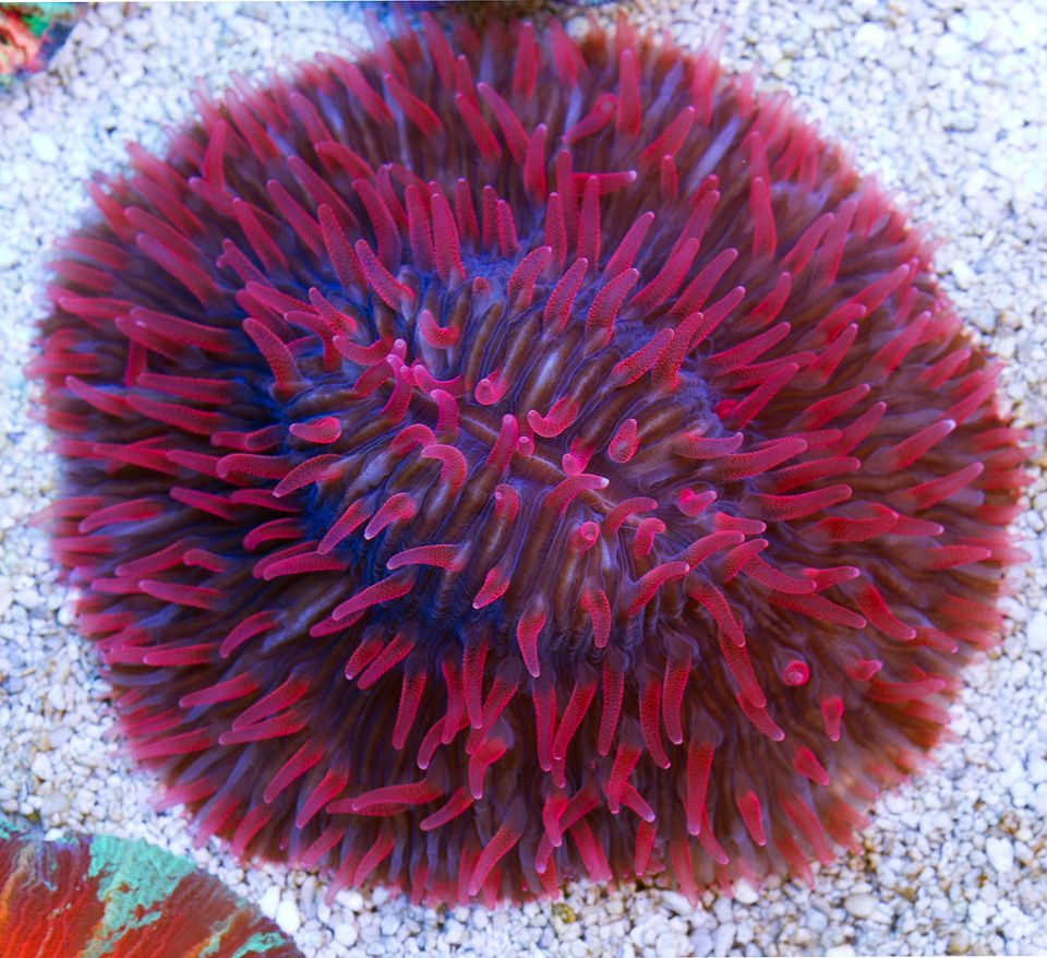 anewcoral_44.jpg
