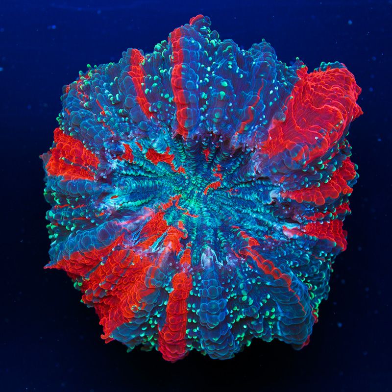 newcoral1544b.jpg