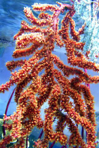 Redpolypgorgonian02.jpg