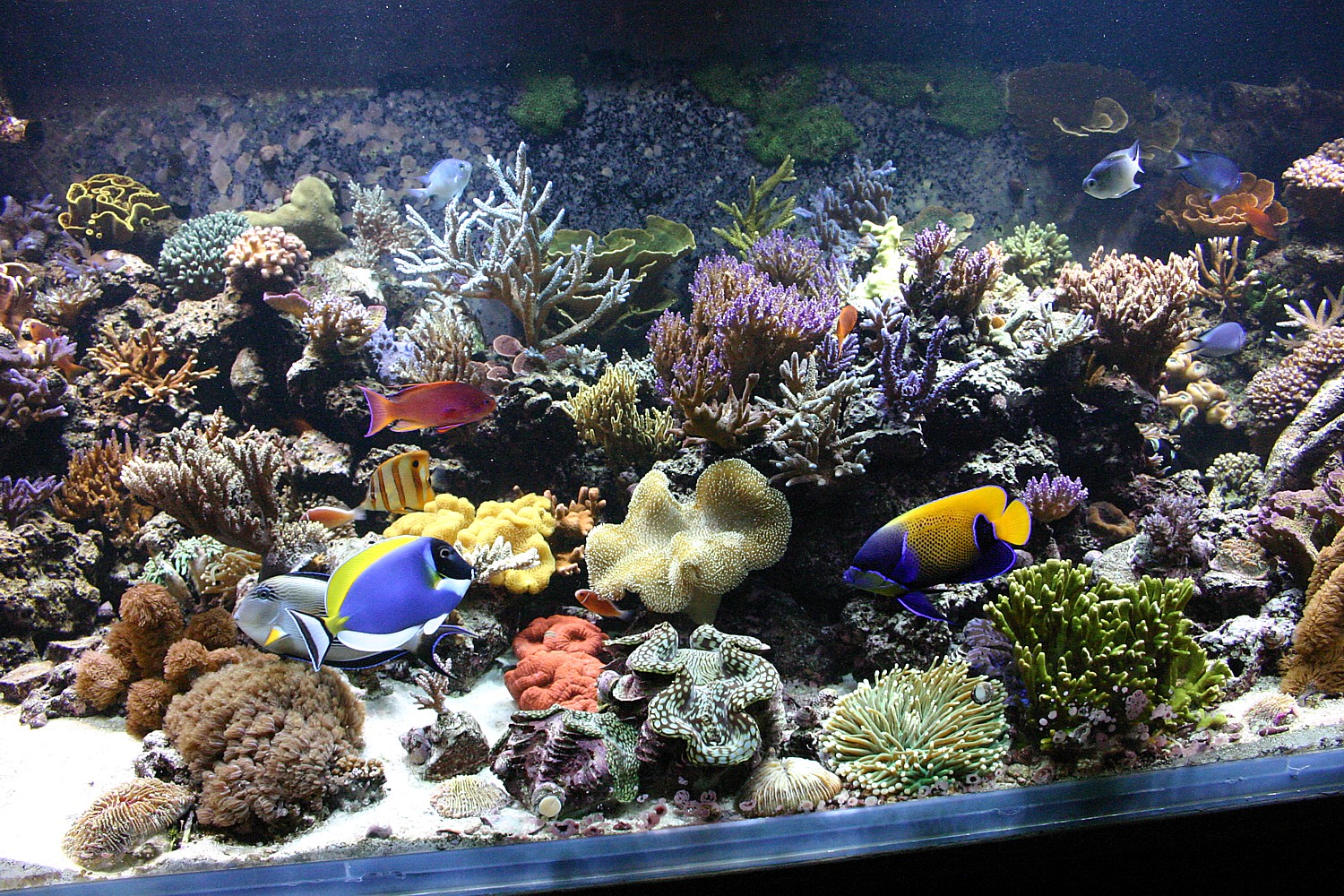 front%20tank%20shot%20for%20TOTM.jpg
