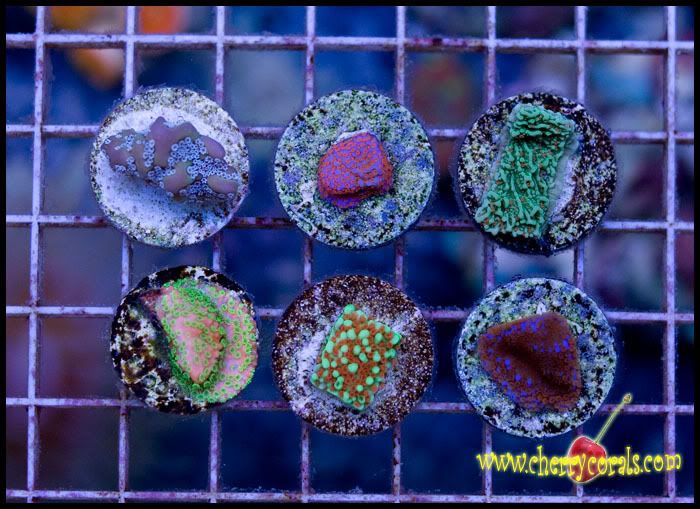NewCoral_41copy-1.jpg