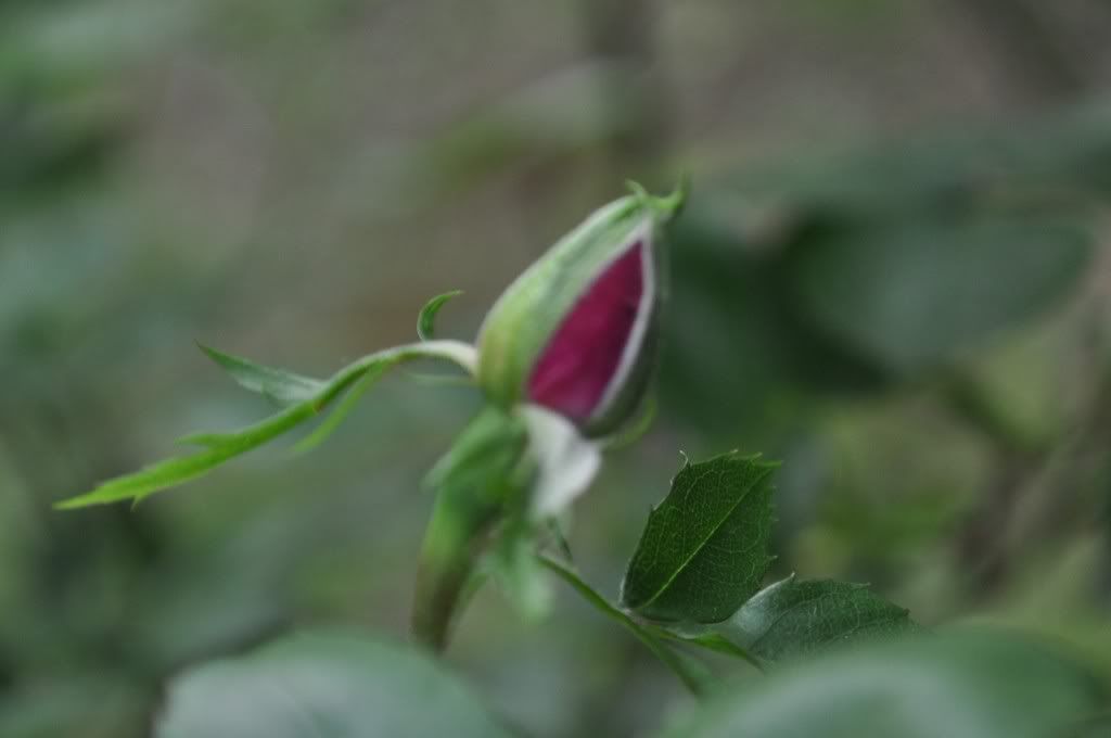 DSC_0351.jpg