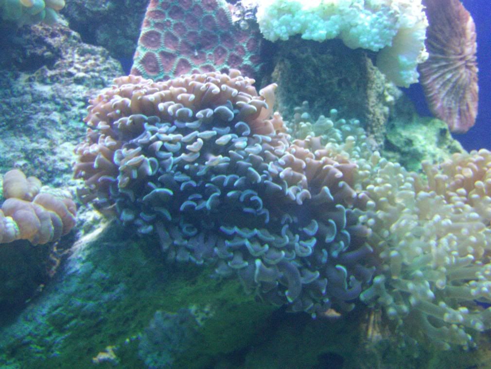 jayfish011.jpg