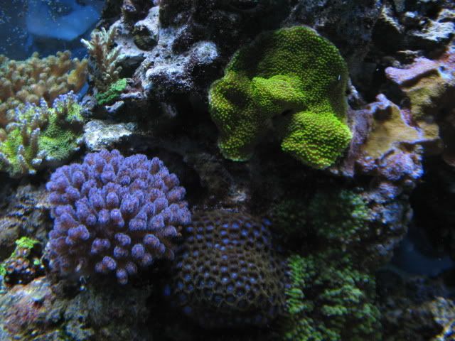 tank02099.jpg