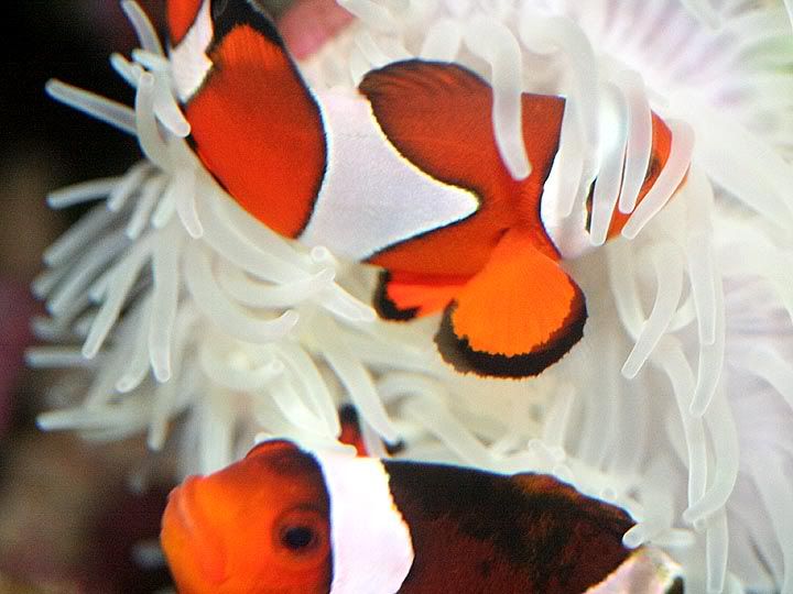 Clownfishpair001.jpg