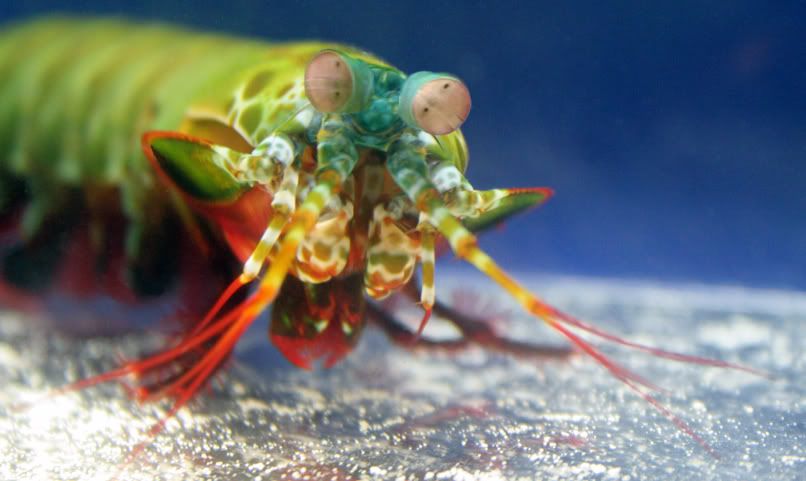 newmantis11fixedbcopy.jpg