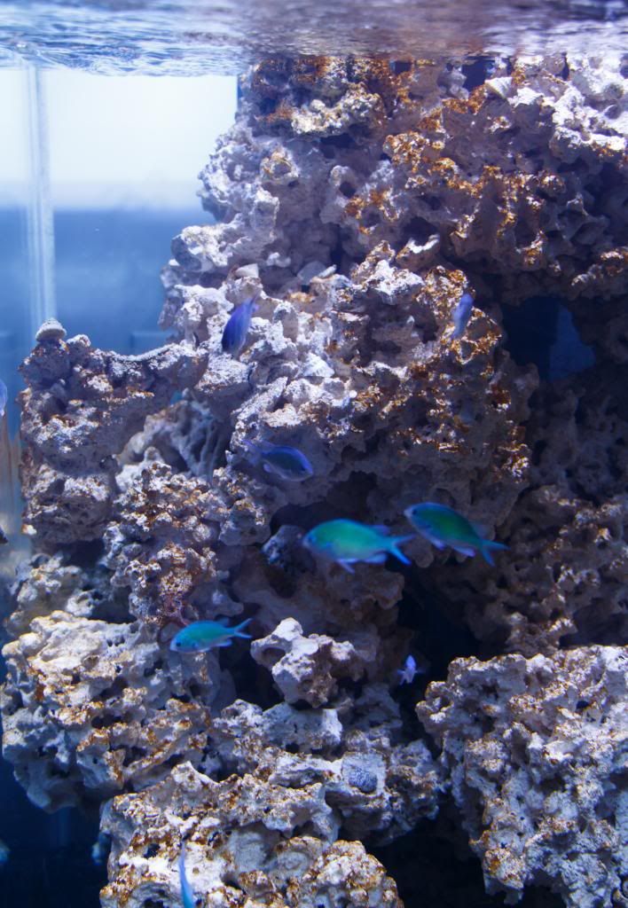 Fishy-2.jpg