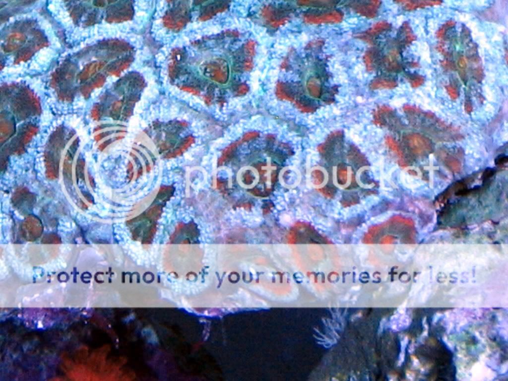 zoasubmit175-1.jpg