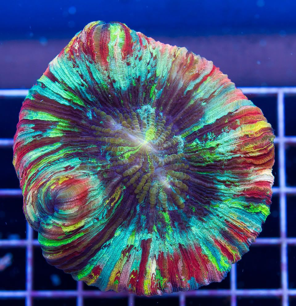 anewcoral_10-3.jpg