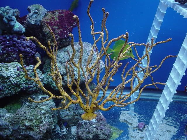 coral114.jpg