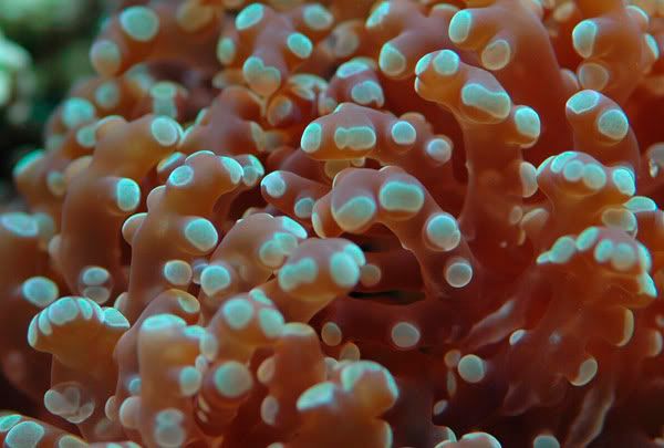 20galfrogspawn.jpg